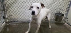 Shelter Stray Male Dog last seen , 5000 Lindbergh Blvd, California City, CA 93505, USA