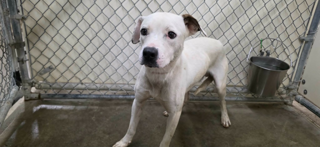 Shelter Stray Male Dog last seen , 5000 Lindbergh Blvd, California City, CA 93505, USA