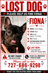 Lost Female Dog last seen Near 74TH avenue north Seminole fl 33776, Seminole, FL 33776