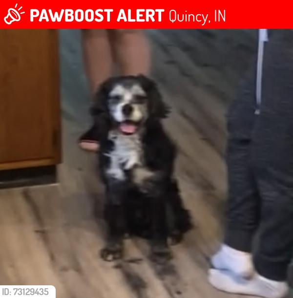 Lost Male Dog last seen Wilson rd an ford rd, Quincy, IN 47456