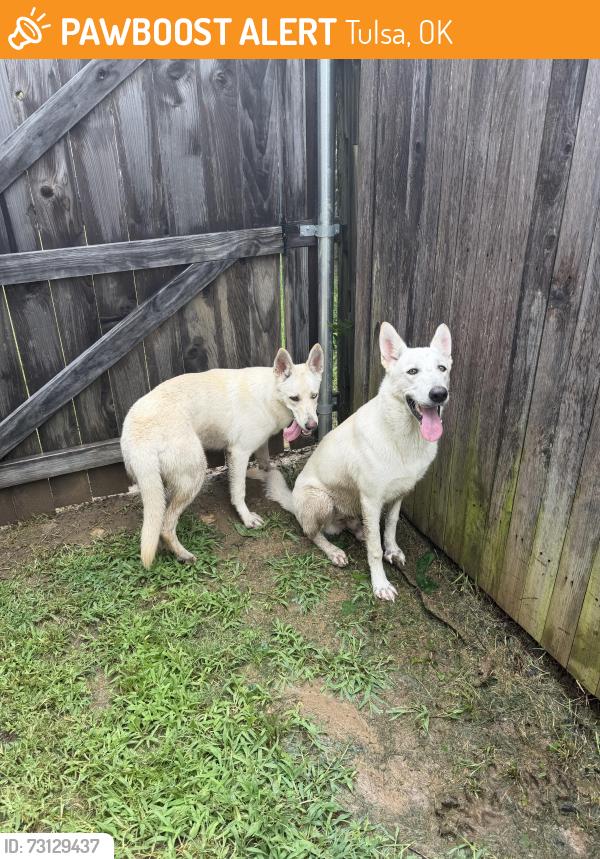 Found/Stray Female Dog last seen 36th and Aspen, Tulsa, OK 74134