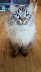 Reunited Male Cat last seen N Jessica Ave, Sioux Falls, SD 57104