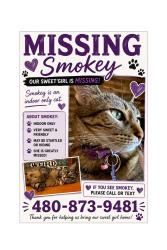 Lost Female Cat last seen Stetson Valley, Phoenix, AZ 85083