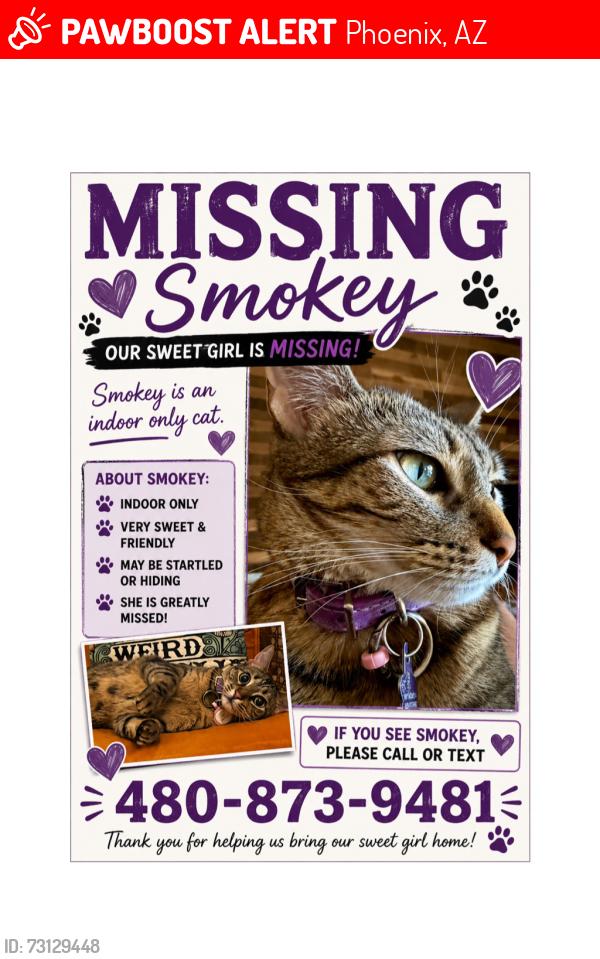 Lost Female Cat last seen Stetson Valley, Phoenix, AZ 85083