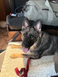Reunited Female Dog last seen Near the Sleep Inn Ankeny, Ankeny, IA 50021