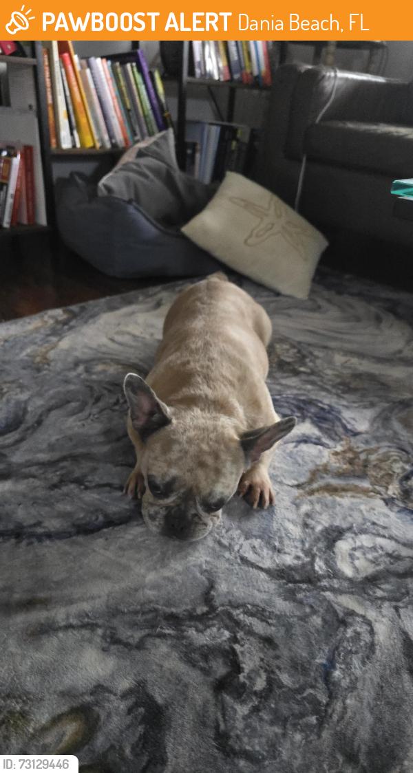 Found/Stray Female Dog last seen SW 9th street Dania, Dania Beach, FL 33004
