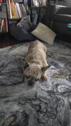 Found/Stray Female Dog last seen SW 9th street Dania, Dania Beach, FL 33004