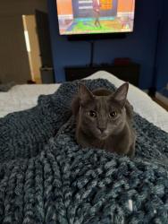 Lost Female Cat last seen Newport Ave & Malone Rd, San Jose, CA 95125