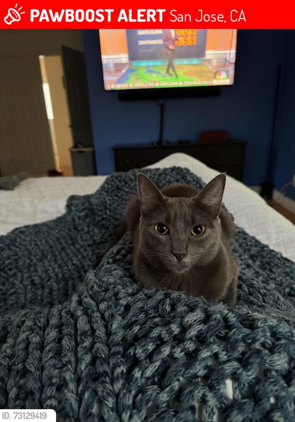 Lost Female Cat last seen Newport Ave & Malone Rd, San Jose, CA 95125