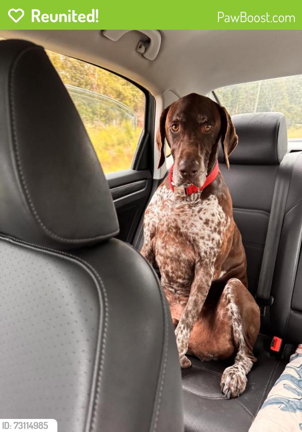 Reunited Male Dog last seen Cross Creek neighborhood Hampstead, Hampstead, NC 28443