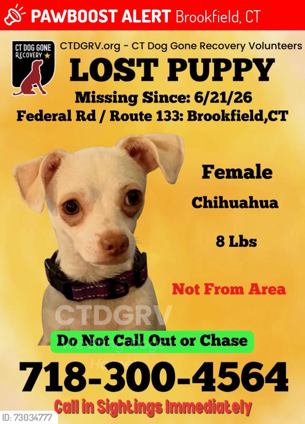 Lost Female Dog last seen Junction Rd, Brookfield, CT 06804