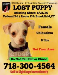 Lost Female Dog last seen Junction Rd, Brookfield, CT 06804