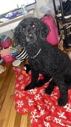 Reunited Female Dog last seen Old Dunham bridge rd, Greenville, SC 29611