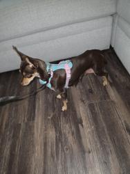 Reunited Female Dog last seen Westwood park, Citrus Heights, CA 95621