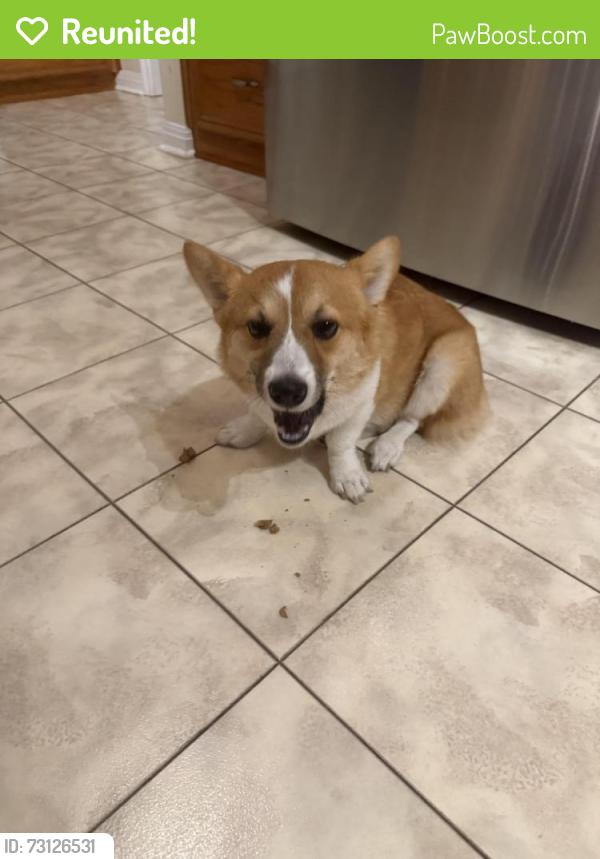Reunited Female Dog last seen FM1514 and Thompson Rd, Coldspring, TX 77331