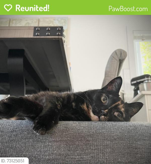 Reunited Female Cat last seen Albert Park, Calgary, AB T2A 0C6