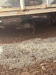 Reunited Unknown Dog last seen Lowe’s on Juan Tabo, Albuquerque, NM 87112