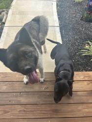 Reunited Unknown Dog last seen colonial circle trinity nc, Trinity, NC 27360