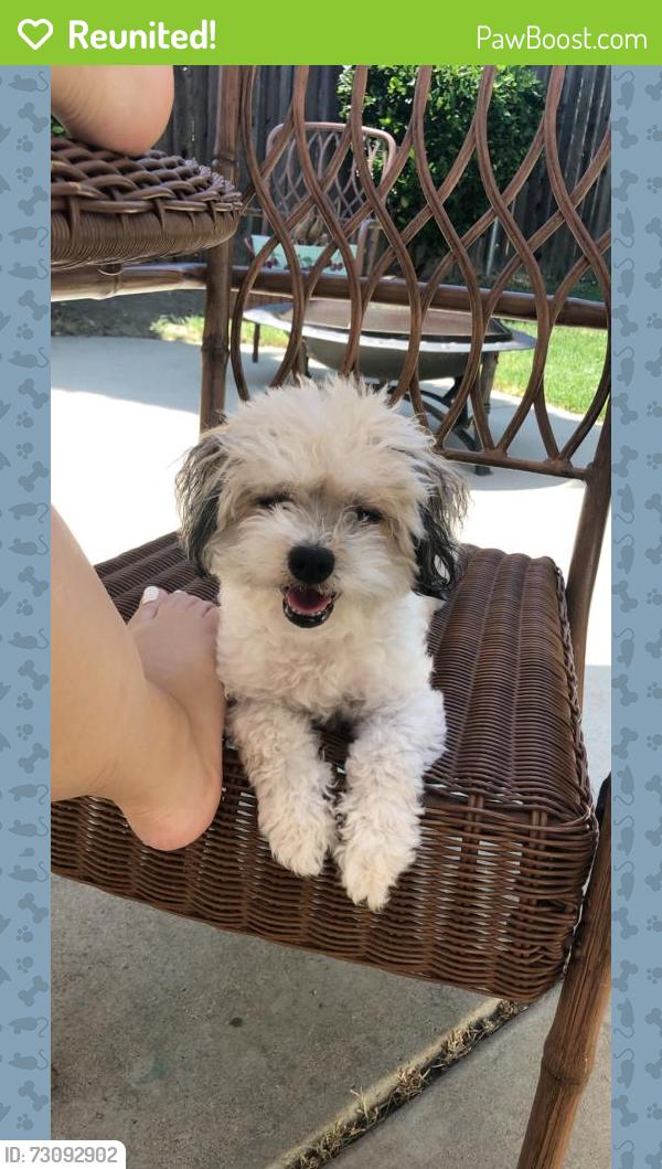 Reunited Female Dog last seen Bighorn blvd, walking trail, Elk Grove, CA 95624
