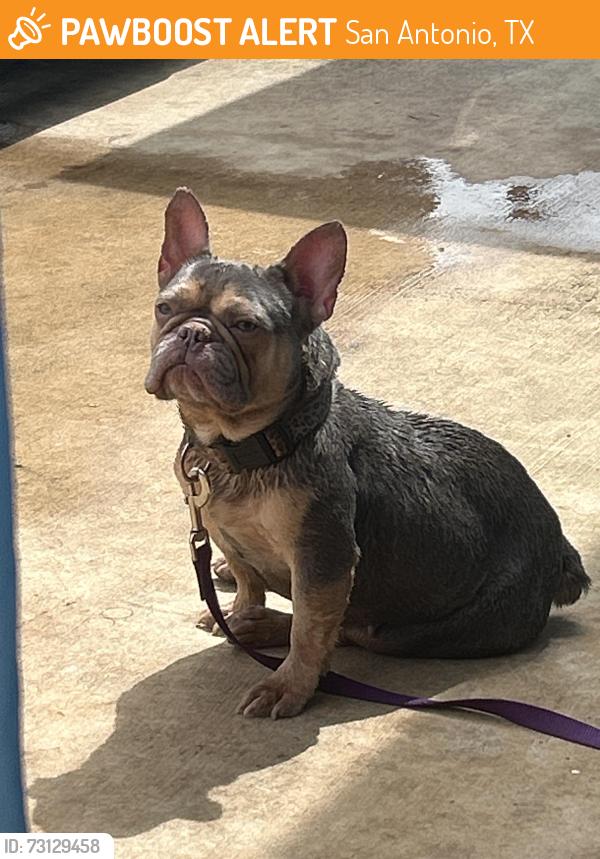 Found/Stray Female Dog last seen Merida street, San Antonio, TX 78207