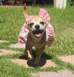 Lost Female Dog last seen E Broadway Ave Apache Junction, AZ 85119 Estados Unidos, Apache Junction, AZ 85220