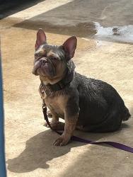 Found/Stray Female Dog last seen Merida street, San Antonio, TX 78207