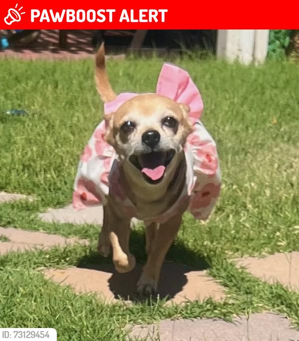 Lost Female Dog last seen E Broadway Ave Apache Junction, AZ 85119 Estados Unidos, Apache Junction, AZ 85220