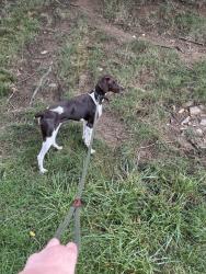 Reunited Female Dog last seen Hoffmier rd route 30, Gap, PA 17527