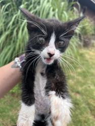 Shelter Stray Unknown Cat last seen Near BLOCK SE 22ND ST, OKLAHOMA CITY OK 73129, 2811 SE 29th St, Oklahoma City, OK 73129, USA