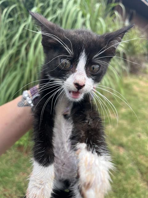 Shelter Stray Unknown Cat last seen Near BLOCK SE 22ND ST, OKLAHOMA CITY OK 73129, 2811 SE 29th St, Oklahoma City, OK 73129, USA