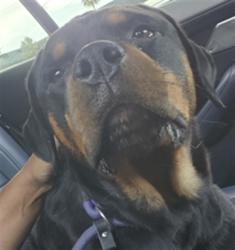 Shelter Stray Female Dog last seen , 11361 W Pico Blvd, Los Angeles, CA 90064, USA