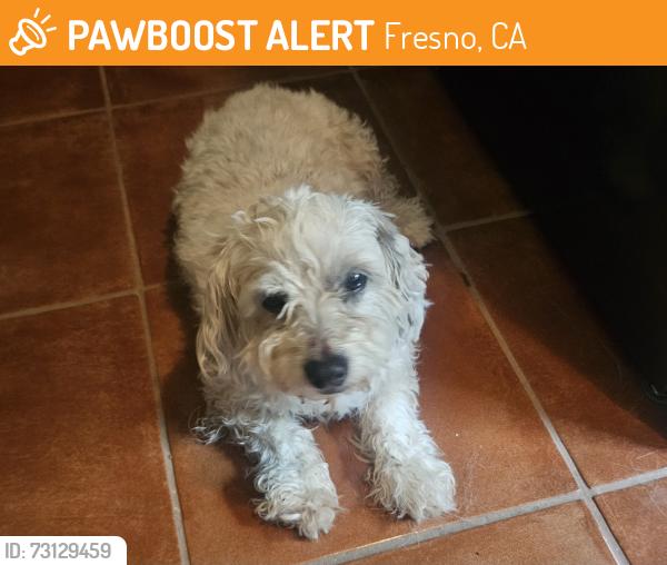 Found/Stray Male Dog last seen Near n sedona circle, Fresno, CA 93720