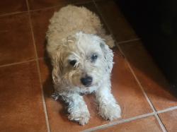 Found/Stray Male Dog last seen Near n sedona circle, Fresno, CA 93720