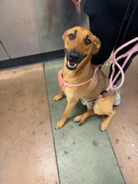 Shelter Stray Female Dog last seen , 14409 Vanowen St, Van Nuys, CA 91405, USA