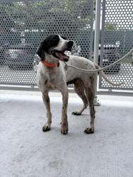 Shelter Stray Female Dog last seen Near BLOCK E 9 ST, 3599 NW 79th Ave, Doral, FL 33122, USA