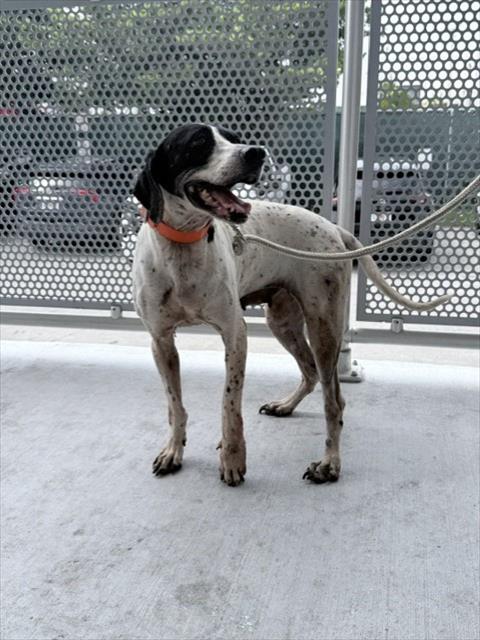 Shelter Stray Female Dog last seen Near BLOCK E 9 ST, 3599 NW 79th Ave, Doral, FL 33122, USA