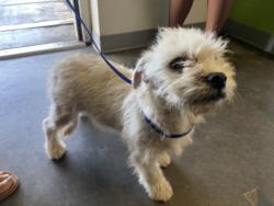 Shelter Stray Male Dog last seen , 1850 W 60th St, Los Angeles, CA 90047, USA