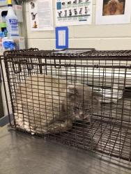 Shelter Stray Unknown Cat last seen Near BLOCK TERRA VISTA ST, 12155 Park Blvd, Brighton, CO 80601, USA