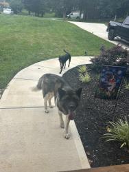 Reunited Male Dog last seen colonial circle trinity, Trinity, NC 27360