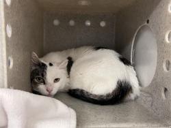 Shelter Stray Male Cat last seen Near BLOCK WASHINGTON AVE N, KENT WA 98032, 21615 64th Ave S, Kent, WA 98032, USA