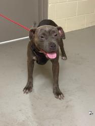 Shelter Stray Female Dog last seen , 232 Eslinger Way, Sanford, FL 32773, USA