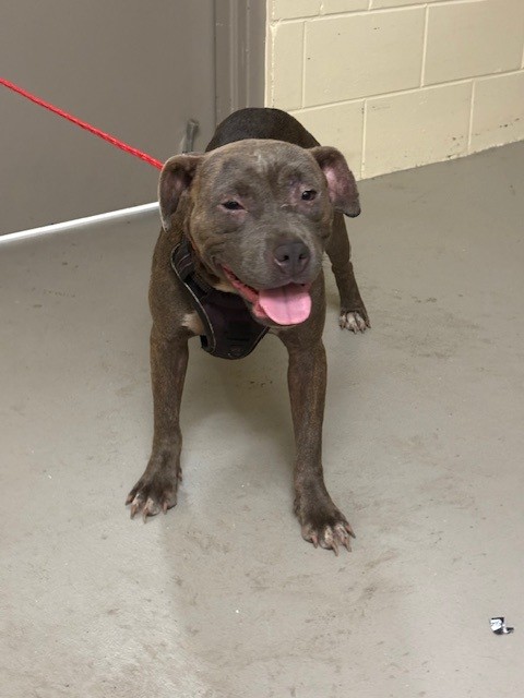 Shelter Stray Female Dog last seen , 232 Eslinger Way, Sanford, FL 32773, USA