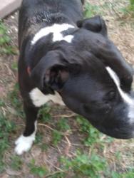 Shelter Stray Female Dog last seen LAKEFRONT RUNS, 4710 TX-151, San Antonio, TX 78227, USA