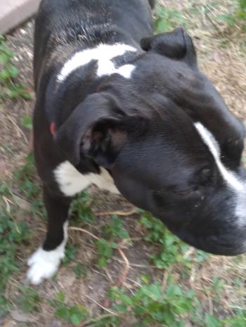 Shelter Stray Female Dog last seen LAKEFRONT RUNS, 4710 TX-151, San Antonio, TX 78227, USA