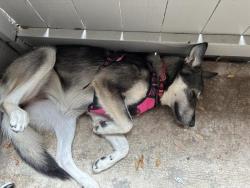 Shelter Stray Female Dog last seen MEDICAL CENTER TRANSIT CENTER, 4710 TX-151, San Antonio, TX 78227, USA