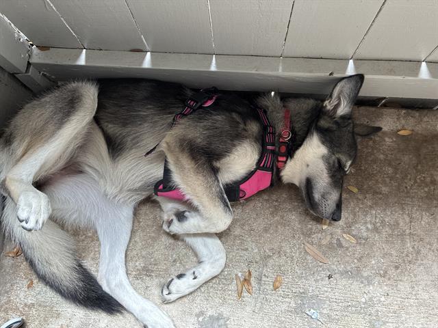 Shelter Stray Female Dog last seen MEDICAL CENTER TRANSIT CENTER, 4710 TX-151, San Antonio, TX 78227, USA