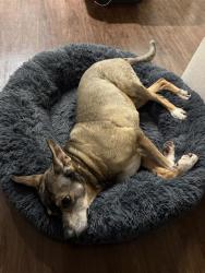 Shelter Stray Female Dog last seen Near BLOCK WEST AVE, 4710 TX-151, San Antonio, TX 78227, USA