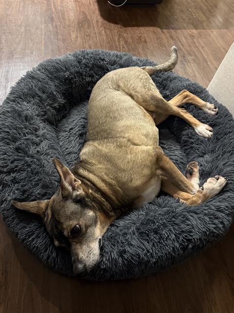 Shelter Stray Female Dog last seen Near BLOCK WEST AVE, 4710 TX-151, San Antonio, TX 78227, USA