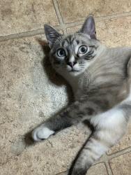 Reunited Male Cat last seen Near Shannon Hill rd near Yanceyville rd, Louisa, VA 23093