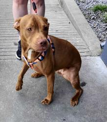 Found/Stray Female Dog last seen Days inn, Baton Rouge, LA 70809